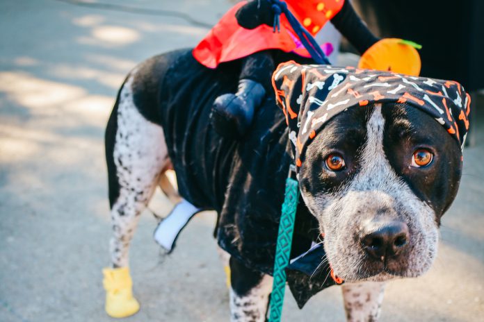 Newark hosts Howl-O-Ween at NewBark Dog Park