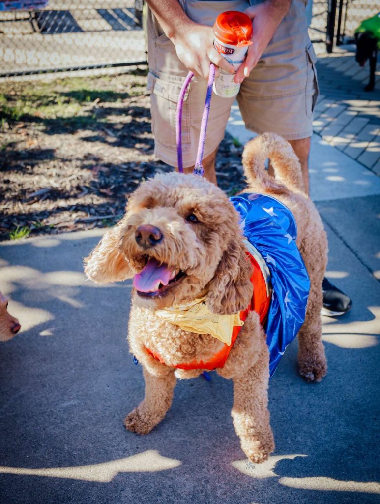 Humans and dogs will walk in a costume contest, judged by city leaders.
Photos by Katie Fuerte