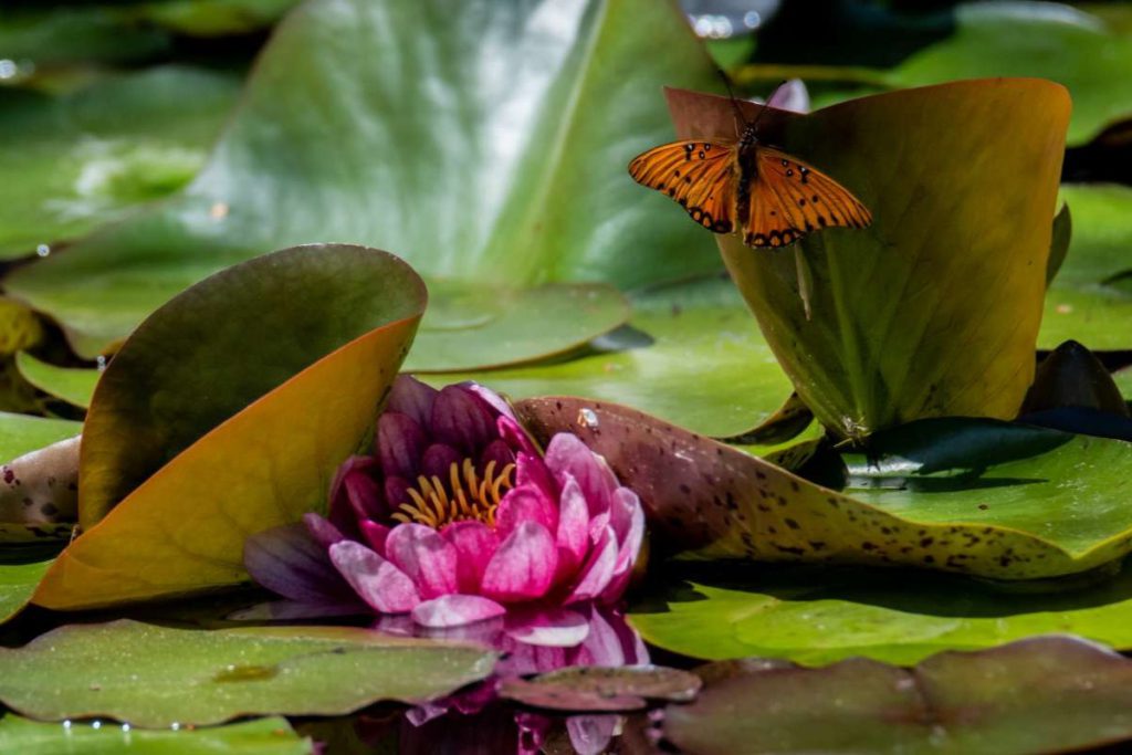 he Fremont Photographic Society meets regularly to try new techniques, enter competitions and give each other feedback. Maurice Krumrey