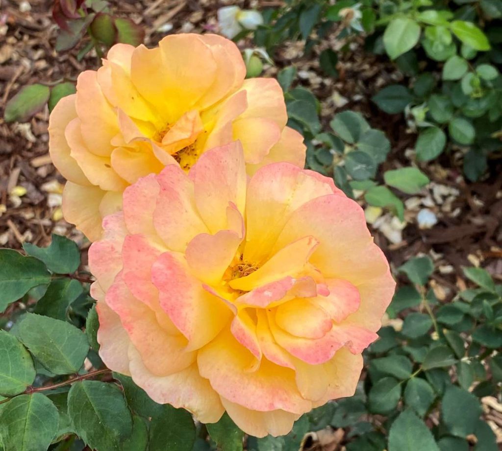 Roses in a rainbow of color add cheer to the park entrance.
Stephanie Uchida