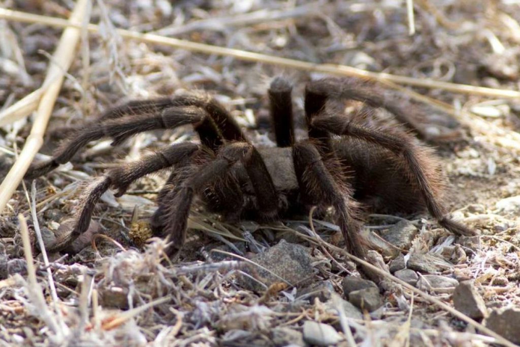 As the day’s heat fades, male tarantulas will go about to look for mates.
Courtesy of East Bay Regional Park District