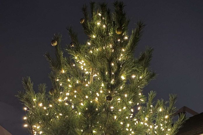 Trees glow for the holidays