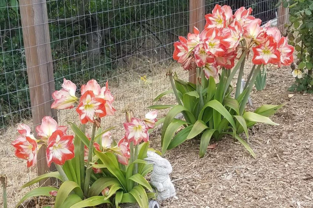 The three stems of Candy Cane Amaryllis can each produce three large flowers, making a perfect centerpiece.
Photos by Daniel O’Donnell