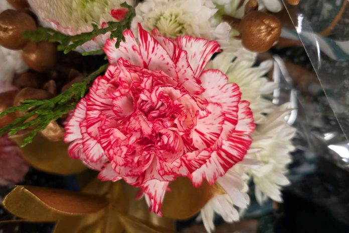 Pepper the garden with candy cane and peppermint plants