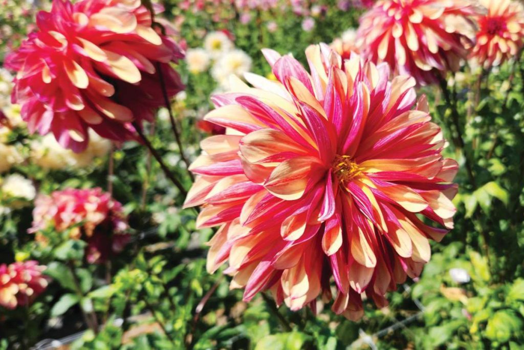 Stunning Peppermint Swirl Dahlia can grow up to four feet tall.
Photos by Daniel O’Donnell