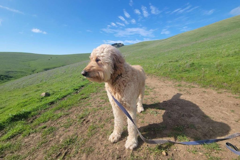 Many hikes are dog-friendly.
Photos courtesy of East Bay Regional Park District