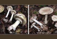 Beware dangerous wild mushrooms Beware dangerous wild mushrooms