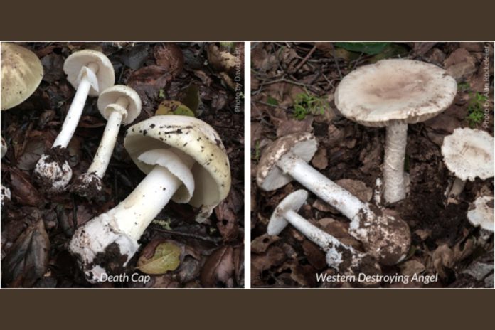 Beware dangerous wild mushrooms