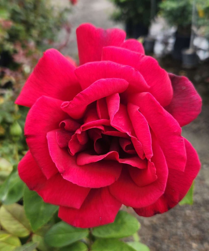 ROMANTIC RED The dark red long-stemmed Chrysler Imperial roses make excellent cut flowers.
Photos by Daniel O’Donnell