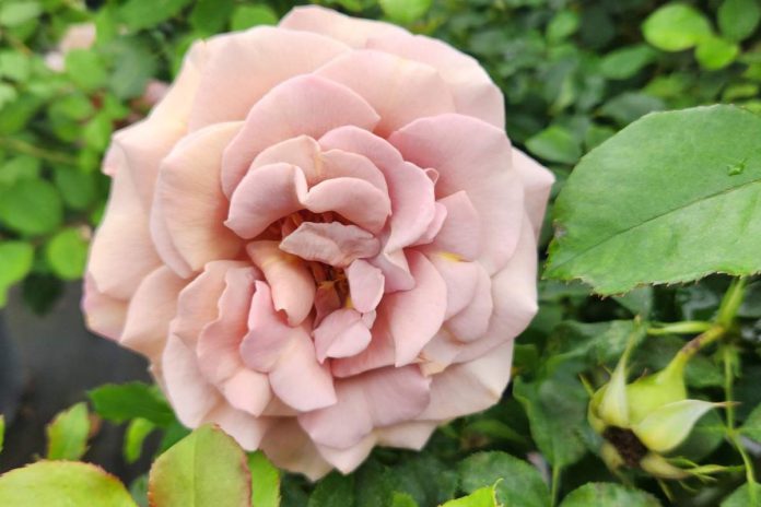 These roses offer a bouquet of fragrance