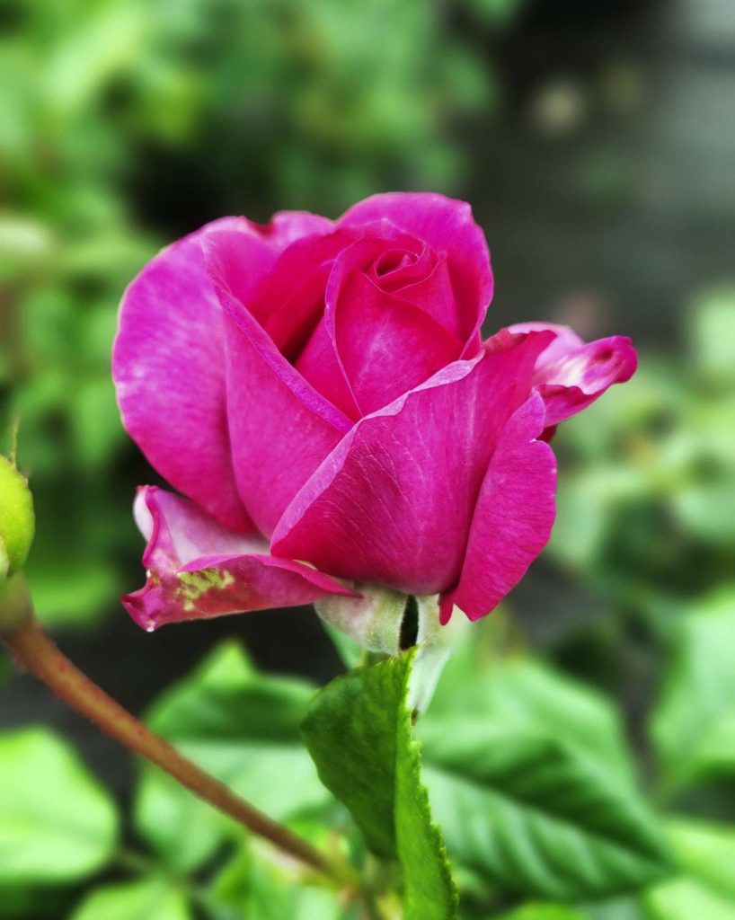 FOOLING THE SENSES Although it’s a rose, Perfume Factory smells like grapefruit.
Photos by Daniel O’Donnell