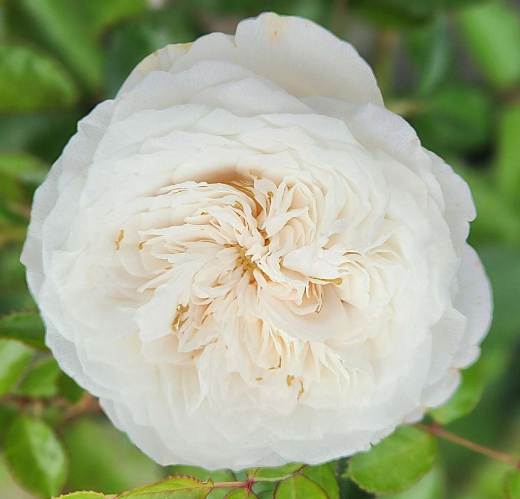 WHITE DELIGHT With abundant dark green foliage, classic white flowers and a citrus scent, Pure Perfume makes a perfect hedge or border plant.
Photos by Daniel O’Donnell