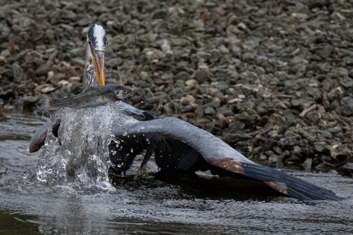 Contest captures local photographer talent