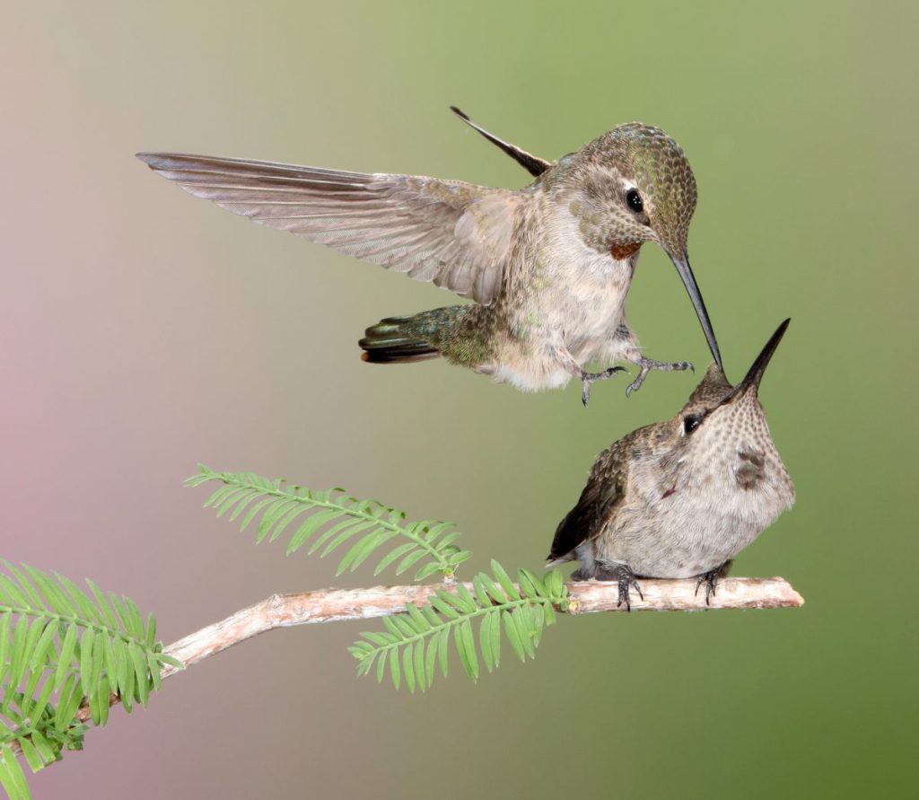 BIRD BUSINESS Experienced adult entrants brought refined technical skill to their work.
Don Jedlovec, ‘Turf Battle’