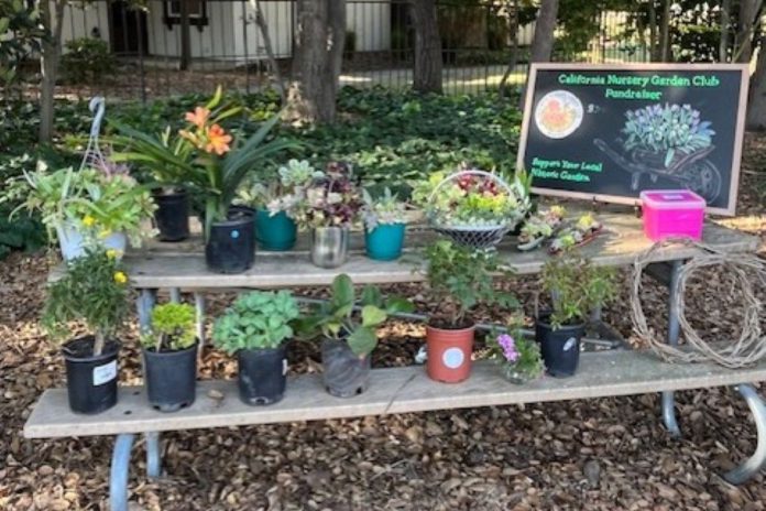 Garden club fundraises with potted succulents