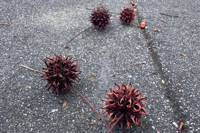 Spring persists despite it all