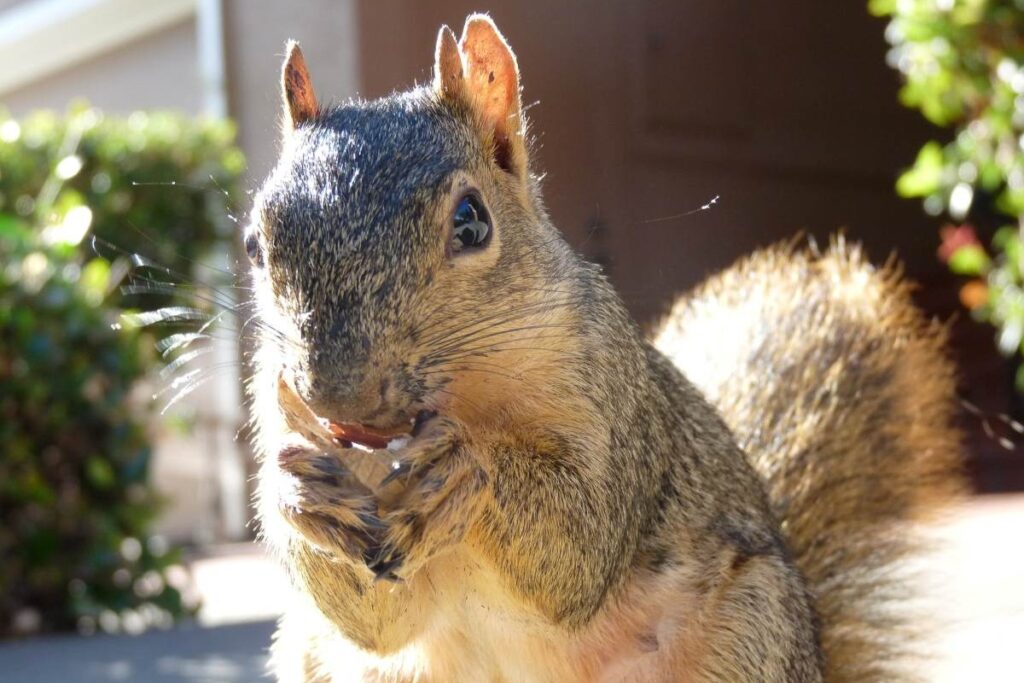 NUTS FOR SQUIRRELS Chitkarsh Mishra’s ‘Going Nuts’ earned second prize in the student category.
Chitkarsh Mishra