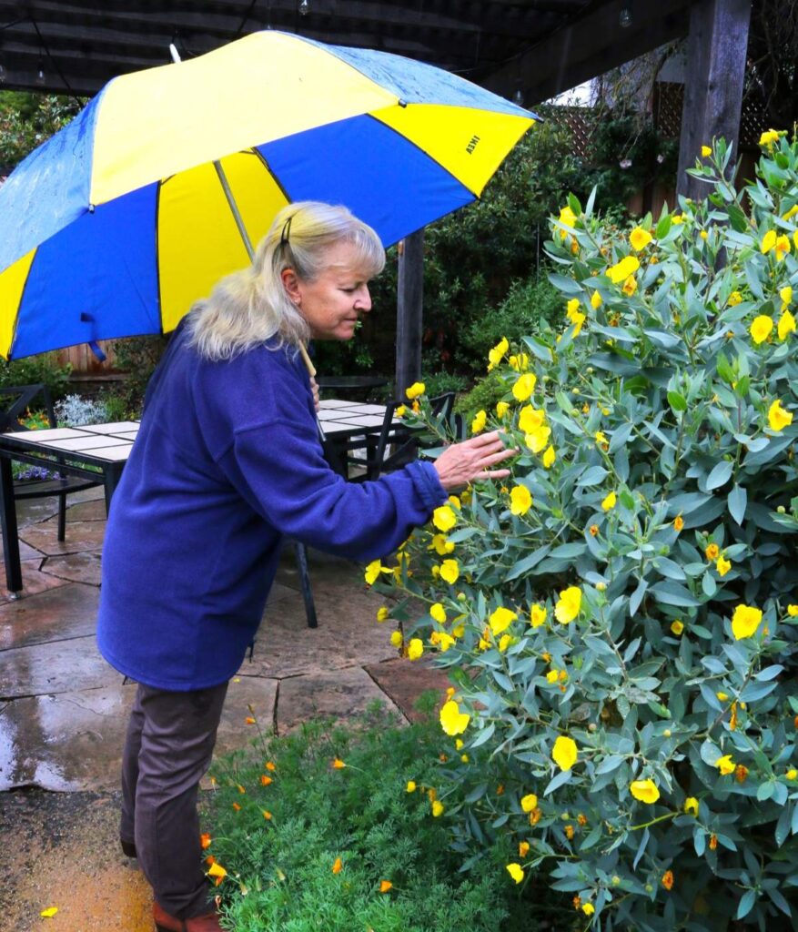 RAINY DAY Susan Teefy looks over a colorful native bloom.
Victor Carvellas