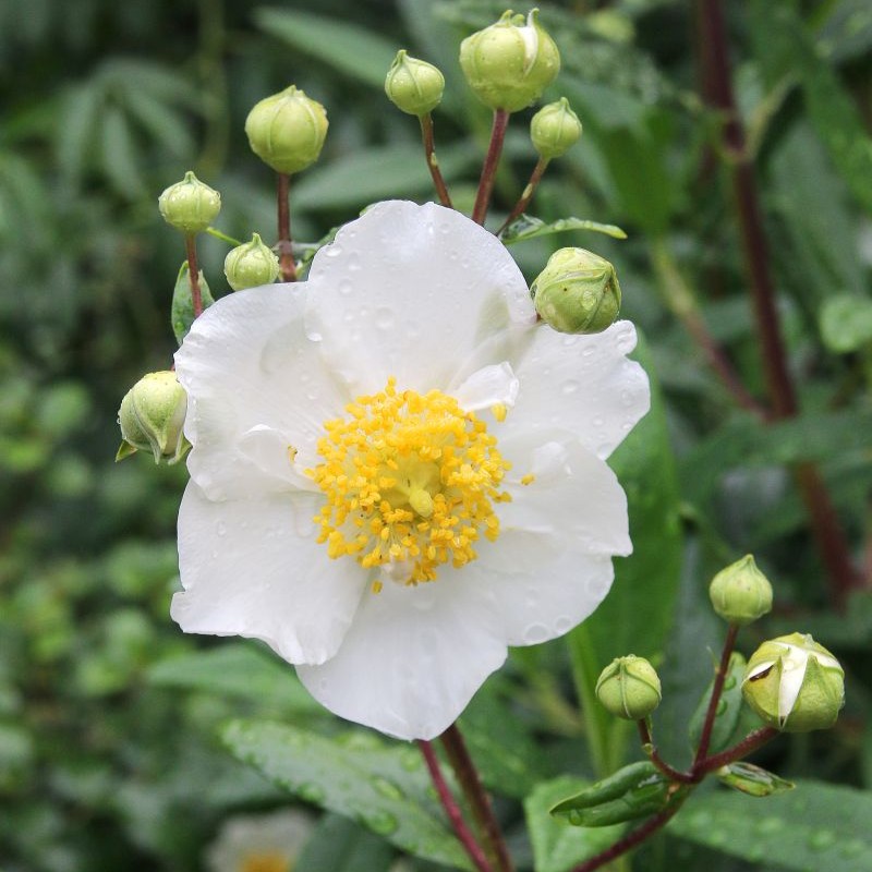 NATURAL GLOW Native plants are often bright as well as hardy.
Victor Carvellas
