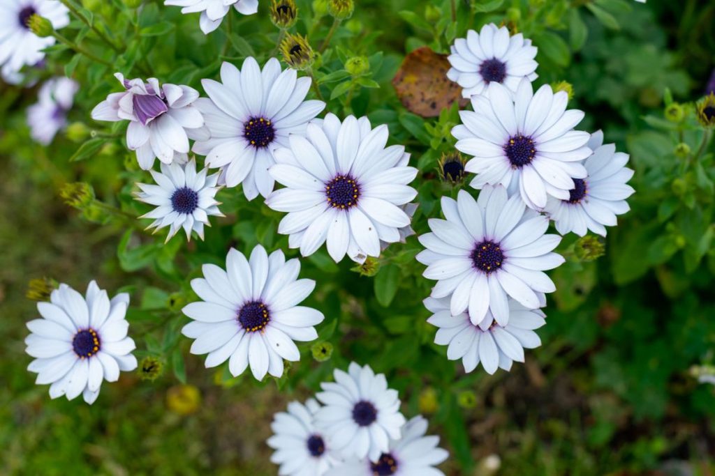 RITE OF SPRING Blooming flowers are a prime photo opportunity, but it takes some technique to capture their full beauty.
Photos courtesy of Muirgheal Forro