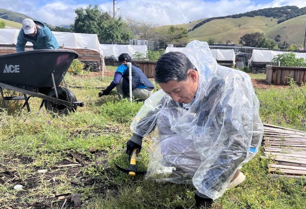 HARVEST TIME Volunteers did activities like weeding, mulching and harvesting.
Photos courtesy of Kaiser Permanente
