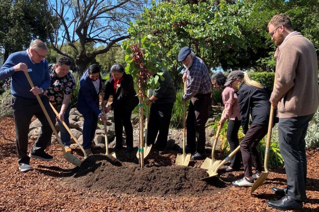 DIGGING UP DIRT Water district board members and other local officials help plant a California redbud.
Stephanie Uchida