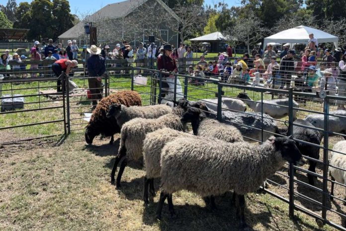 Ardenwood appreciates the world of wool