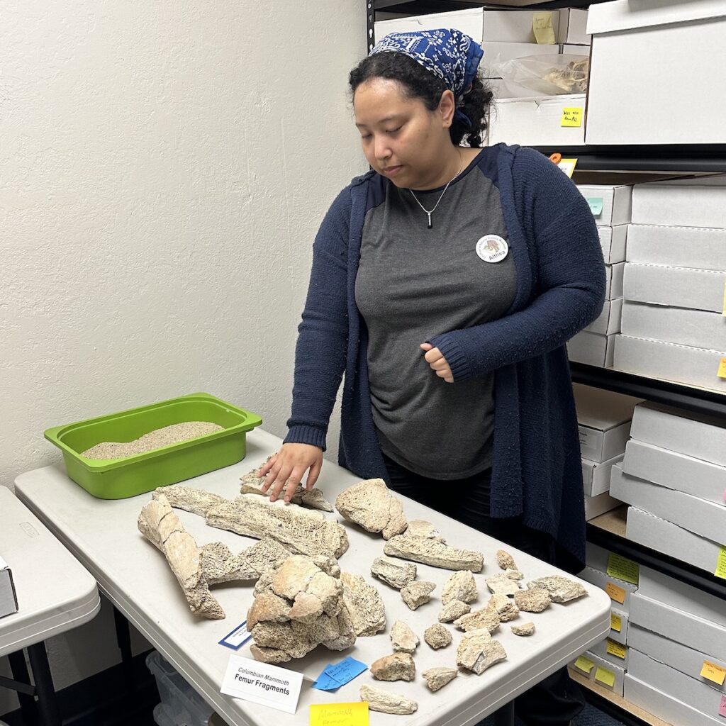 FASCINATING FOSSILS As construction projects unearth more pieces of Ice Age history, the museum’s collections keep growing.
Connie Cheung