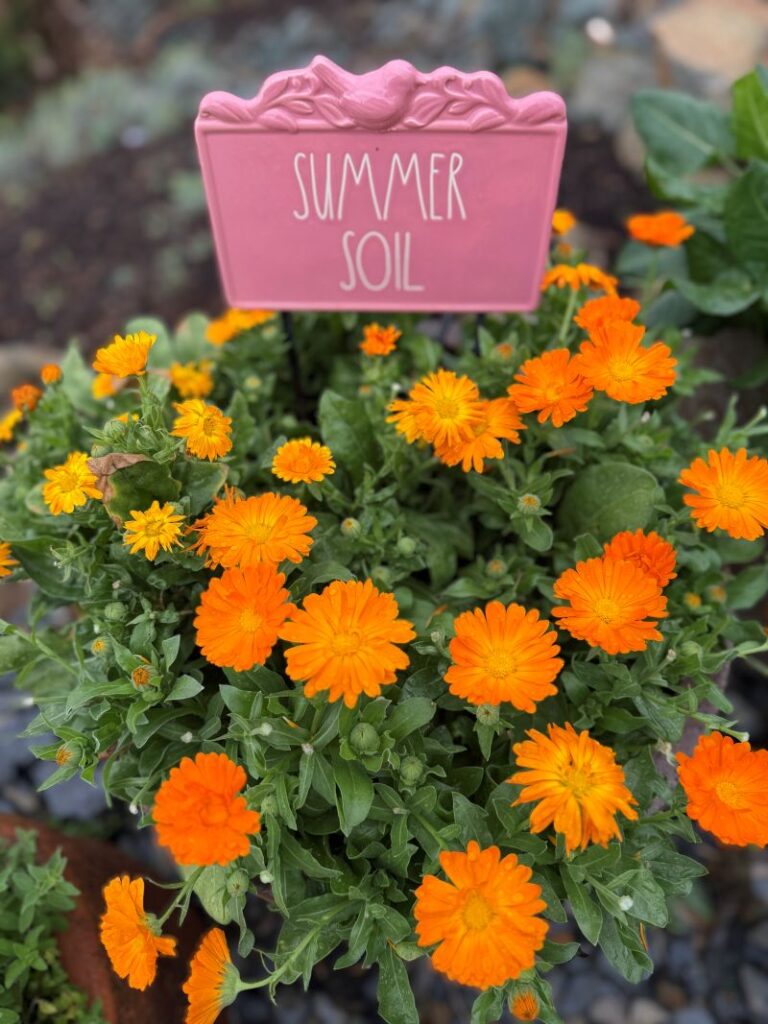SUN ROOTS Orange calendulas with their rays of petals add striking color to the garden. Madhvika Singh
