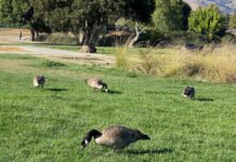 Bay Area Park Systems Receive High Marks Bay Area Park Systems Receive High Marks