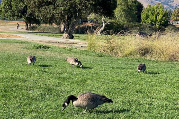 Bay Area Park Systems Receive High Marks