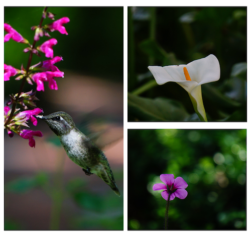UP CLOSE Mihika Kulkarni’s collage looks at flowers and feathered friends. Mihika Kulkarni