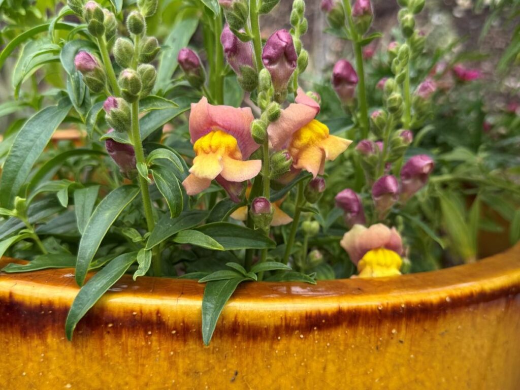POTTED PLANTS Snap dragons and calendulas do well in containers too.
Madhvika Singh