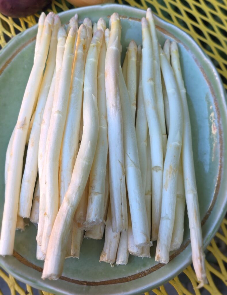 APPEALING DISH Tougher and more fibrous than green asparagus, white asparagus must be peeled before eating.
Photos by Daniel O’Donnell