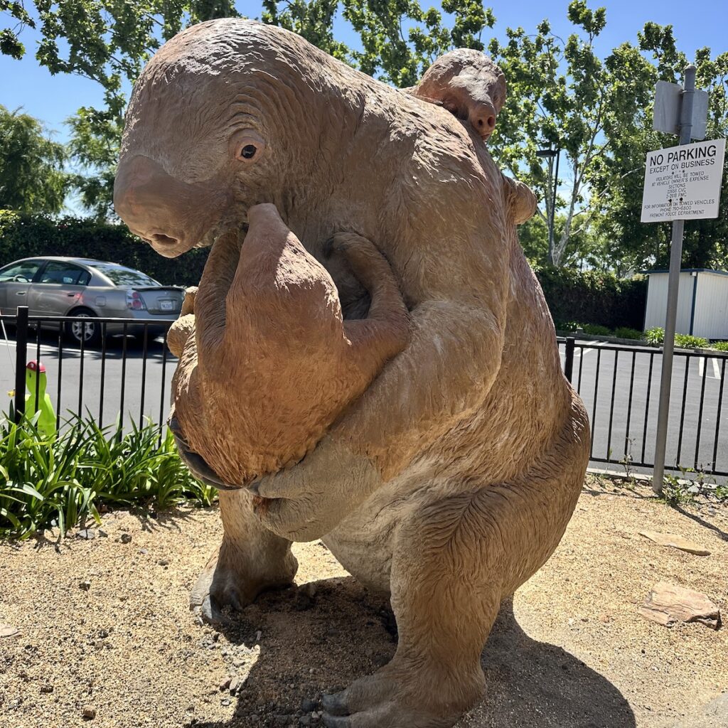 LADY SLOTH Over a million years ago, Harlan’s Ground Sloth roamed the Fremont Area. They could grow up to 10 feet tall and weighed about a ton.
Connie Cheung