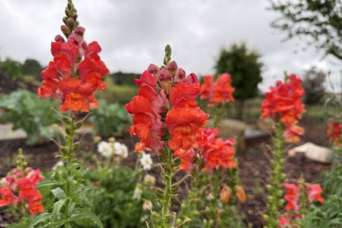 Cool flowers for cool weather