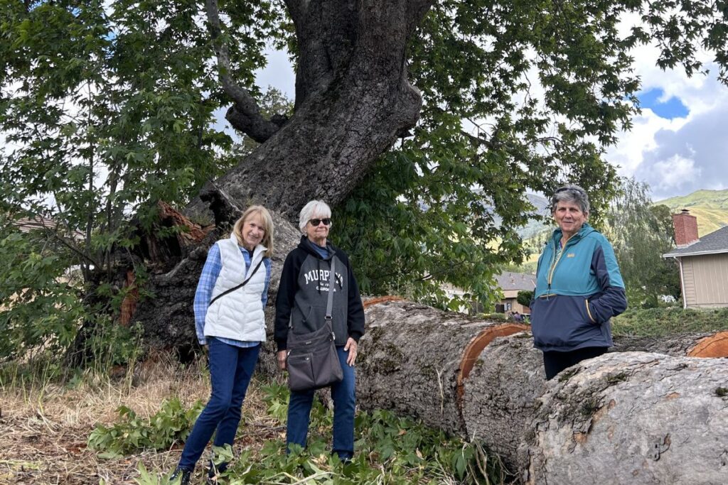 ROOTED IN FREMONT Local history buffs Barbara Baxter, Marjory Begley and Patricia Schaffarczyk visit the Sycamore after an April storm claimed one branch.
Photos courtesy of Kelsey Camello