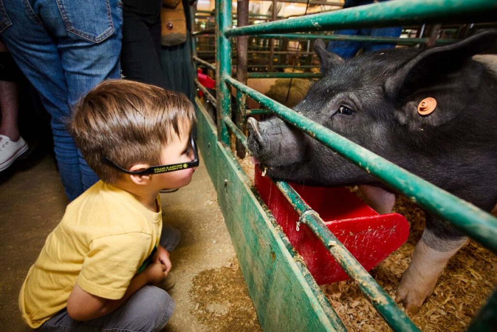 ANIMAL FARM At livestock competitions and at the Safeway Barn, people can learn about animals and agriculture.
Photos courtesy of ACF Marketing Team