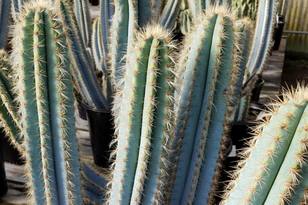 CACTUS FLATS Succulents are a good option for those who want to mark the semiquincentennial all year.
Photos by Daniel O’Donnell