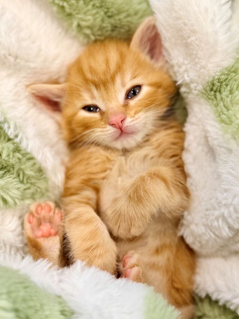 CATURDAY Ohlone Humane Society will participate in Adopt a Pet Day at Pet Food Express in Fremont.
Courtesy of OHS
