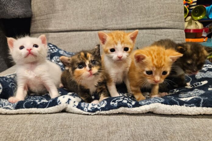 Animal welfare groups hold pet adoption day
