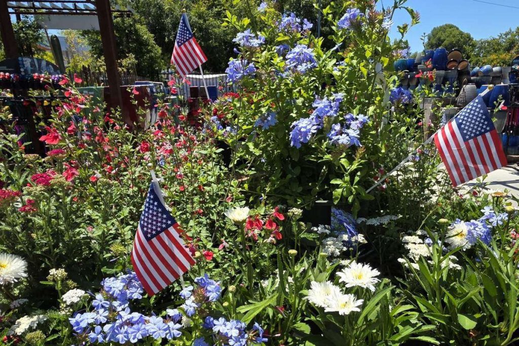 MELTING POT When planting a patriotic arrangement, pay attention to the height and spacing of mature flowers so plants don’t block or overcrowd each other.
Photos by Daniel O’Donnell