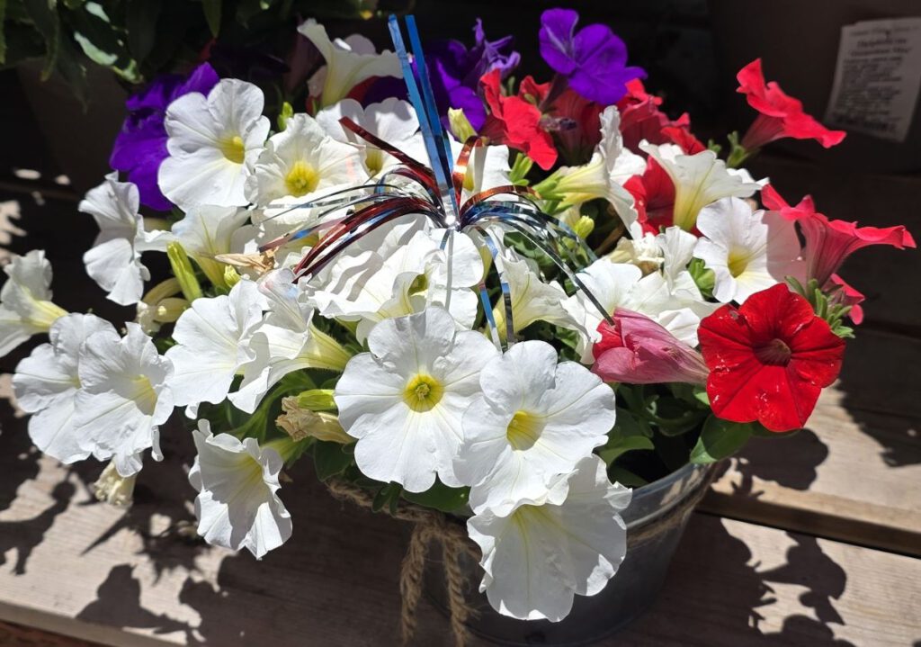LAND OF PETUNIA These multicolored petunias have a patriotic flare, but you can also mix different types of flower with similar water and sunlight needs.
Photos by Daniel O’Donnell