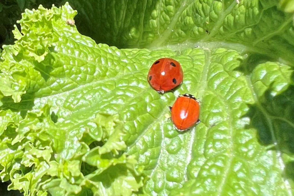 BUGS AT WORK Lady beetles can eat up to 100 pests per day.
Photos by Madhvika Singh