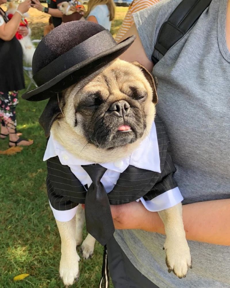GOOD BREEDING Dogs can enter a costume contest, like this little pug’s tribute to Niles’ history with Charlie Chaplin. Photos courtesy of Niles Dog Show Committee