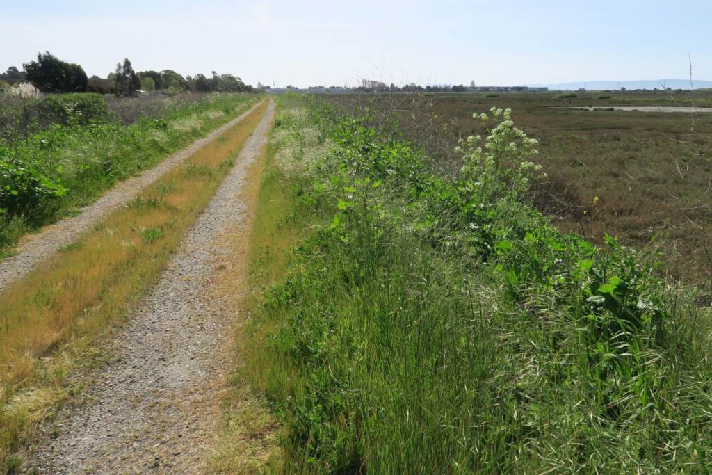 MARSH MARCH The First Mile Horizontal Levee project site is just outside the San Lorenzo community center.
Courtesy of First Mile Horizontal Levee design team