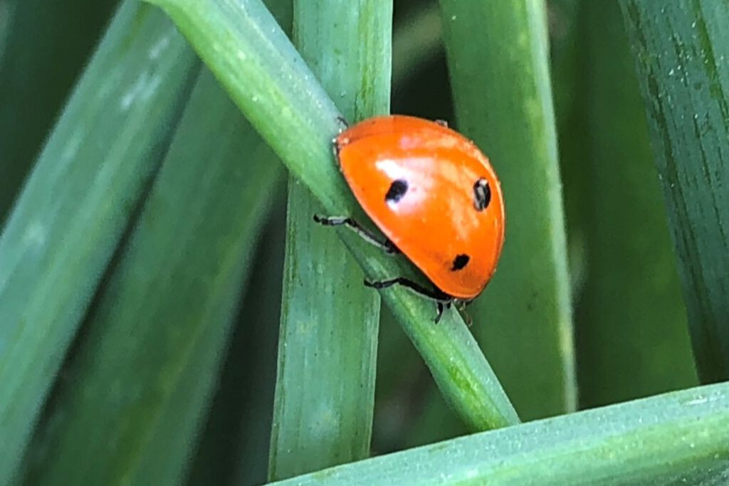 RED ALERT Lady beetles (also called lady bugs) are known for their adorable red or orange spotted domes.
Photos by Madhvika Singh