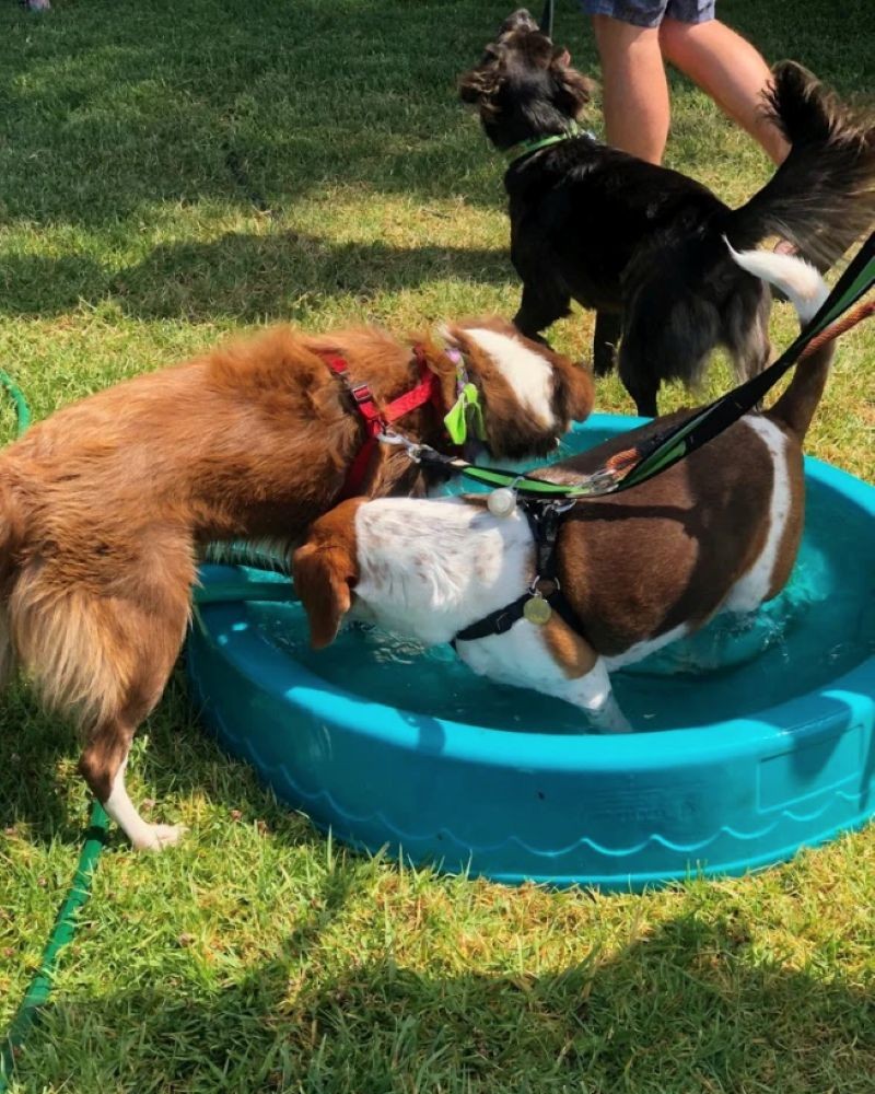DOG DAYS Dogs can cool down in mini pools.
Photos courtesy of Niles Dog Show Committee