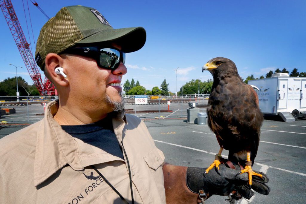 BIRD TALK Ricky Ortiz of Falcon Force came with his pigeon control specialist, a Harris’s hawk.
Photo by Victor Carvellas
