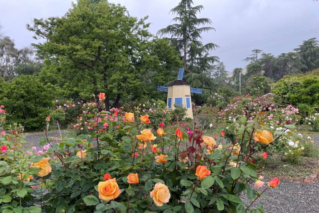 ROSE GARDEN Visitors to California Nursery Historical Park can explore the historic rose garden.
Courtesy of Janet Barton